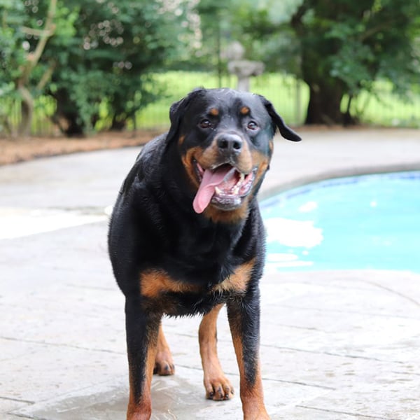 I’m A Better Person Because Of My Dogs