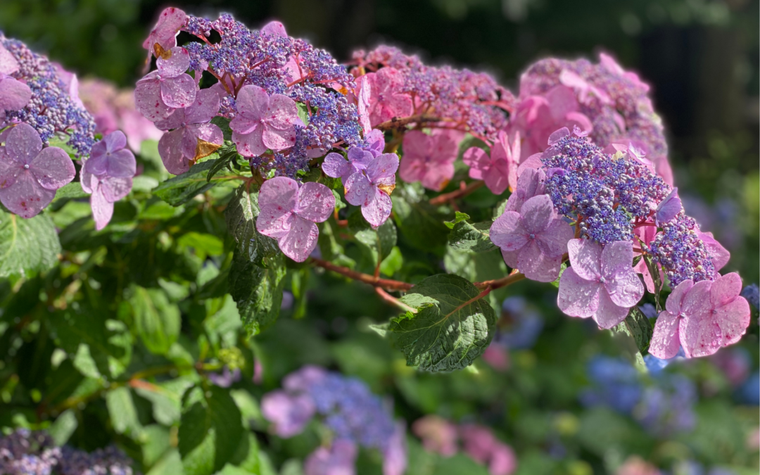 My 10 Helpful Tips for Hydrangea Care