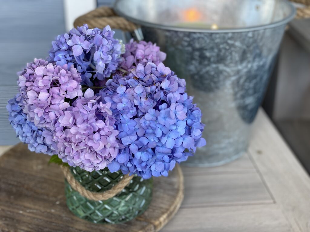 hydrangea care pot
