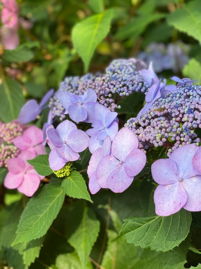 hydrangea care purple and pink