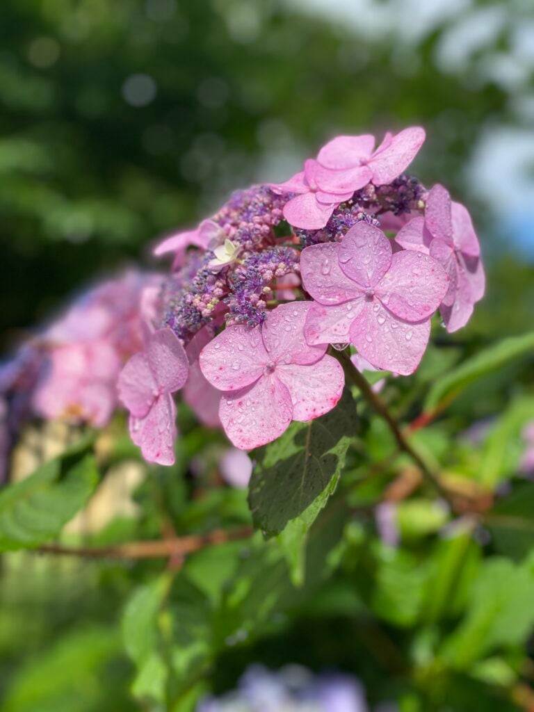 hydrangea care magenta