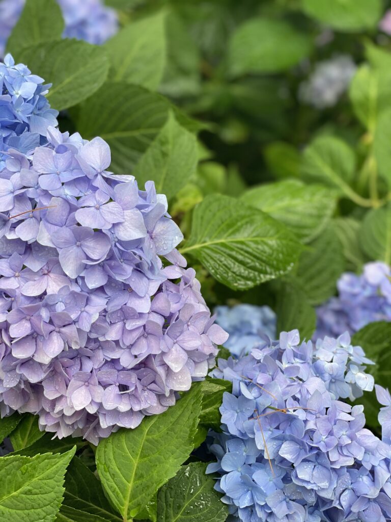 hydrangea care purple