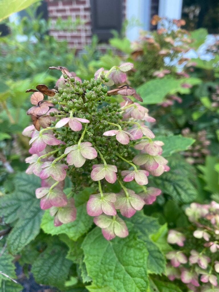 hydrangea care dying