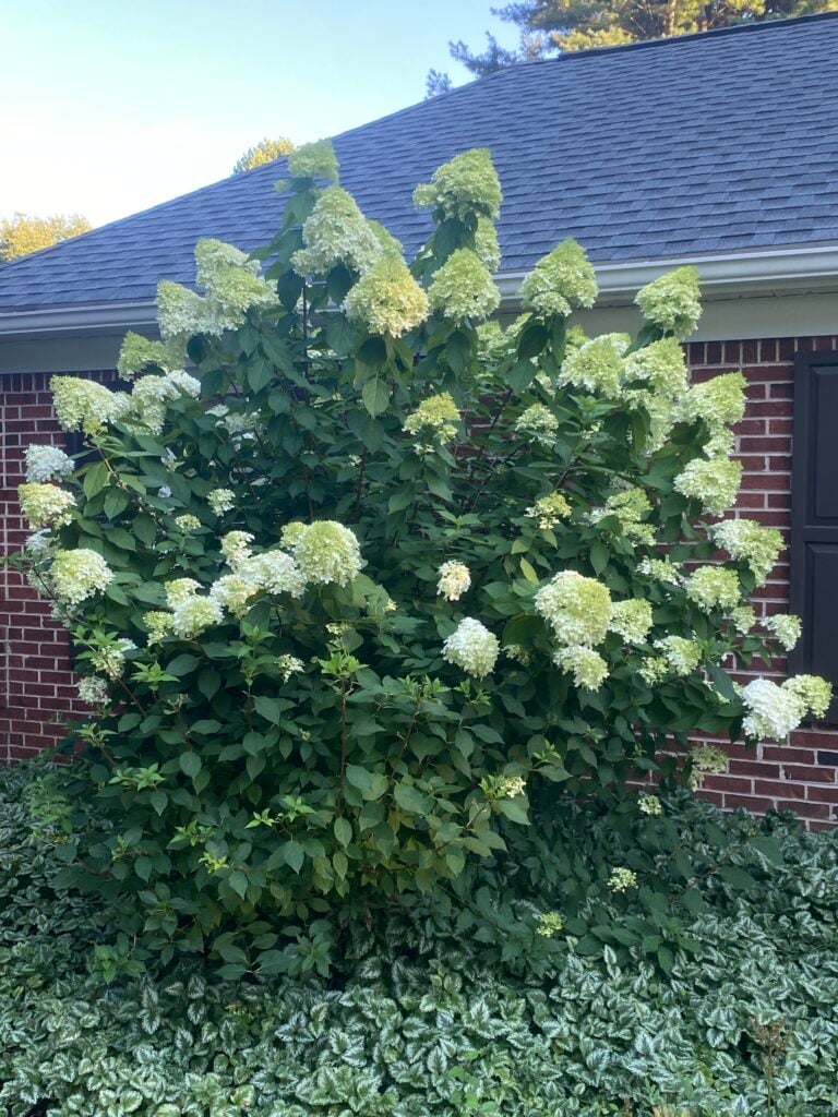hydrangea care growth