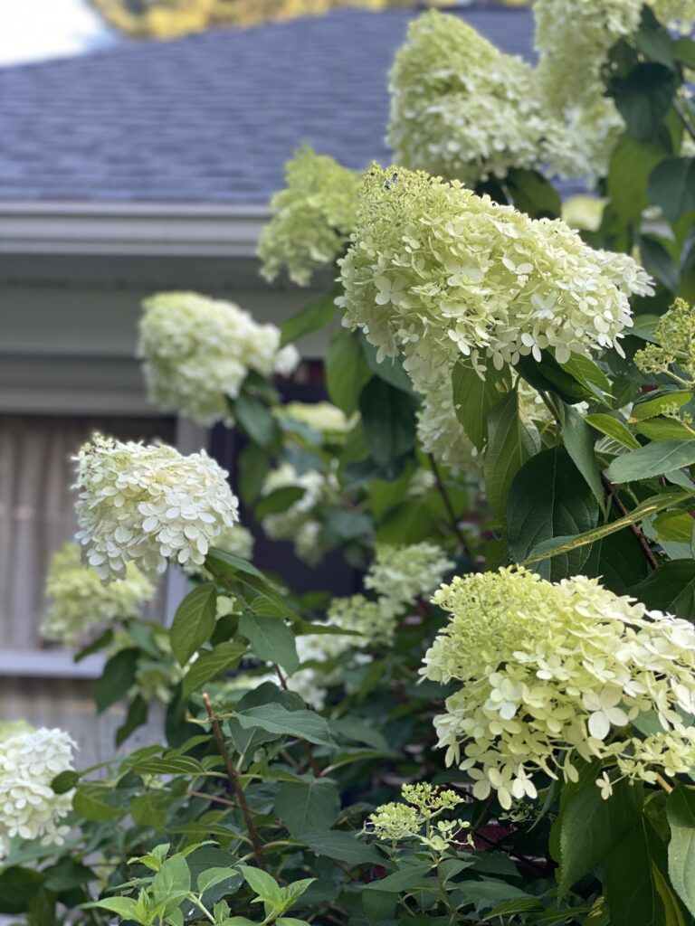 hydrangea care white