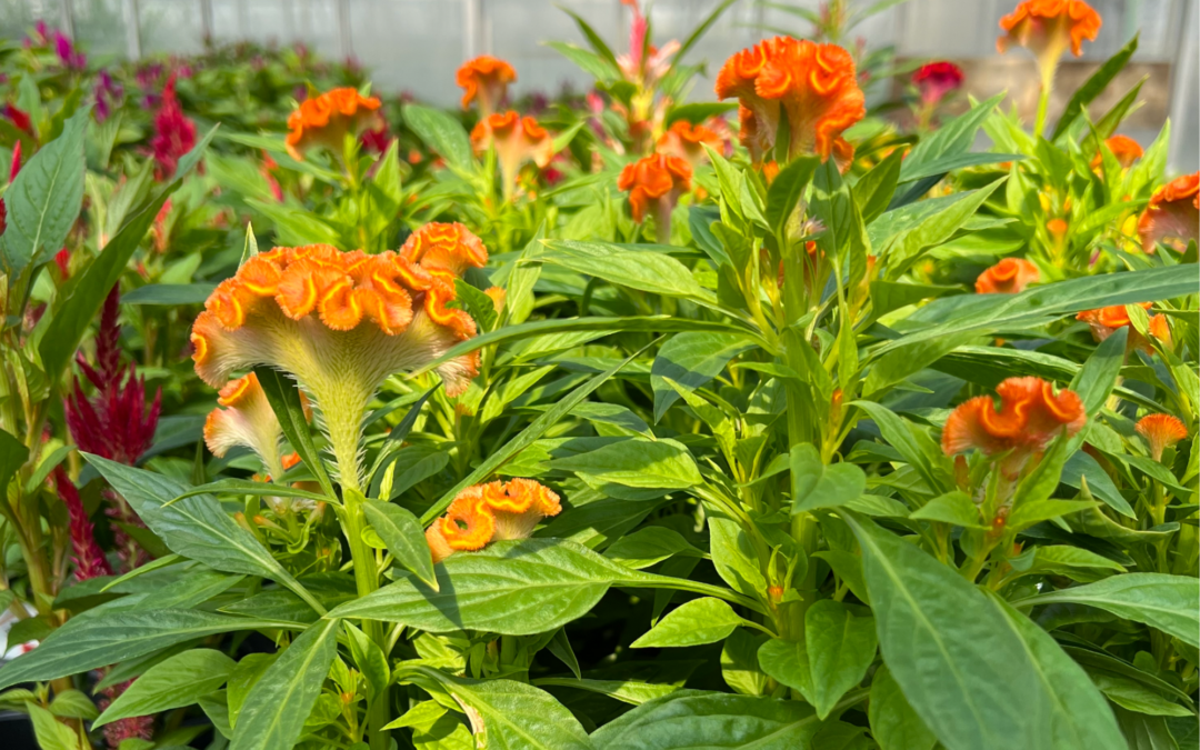 Roberta’s… The Best Way to Achieve a Beautiful Home Garden