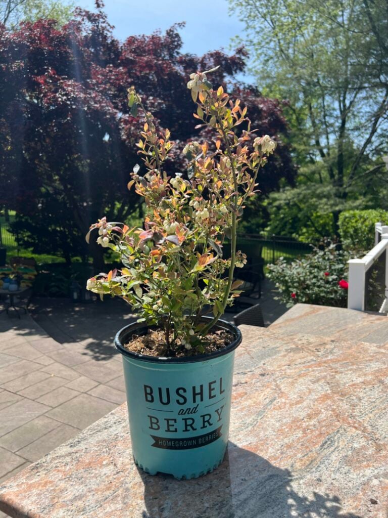 Pink Icing Blueberry Plant