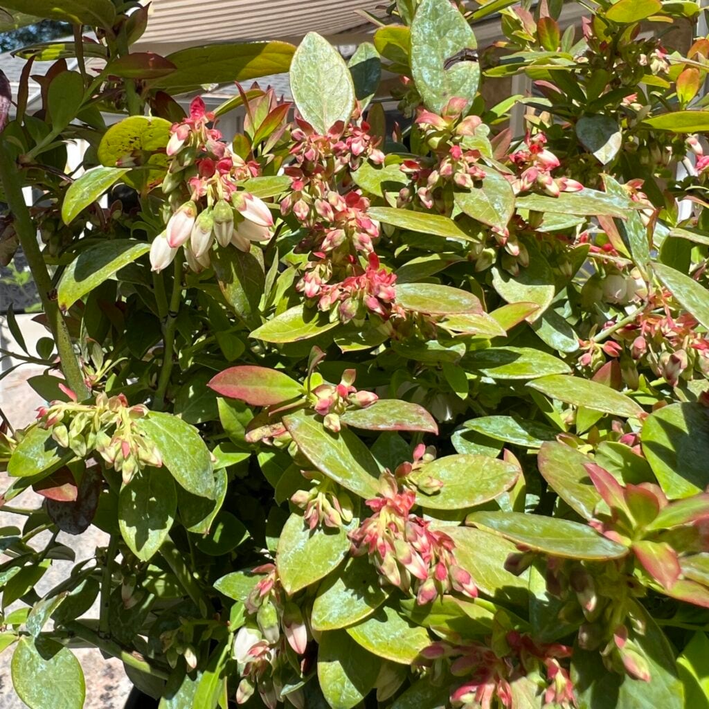 sapphire cascade blueberries
