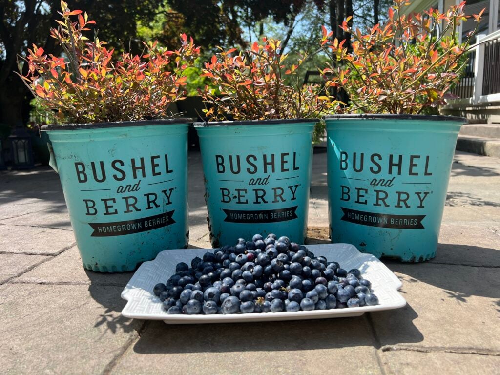 silver dollar blueberry variety with platter of blueberries