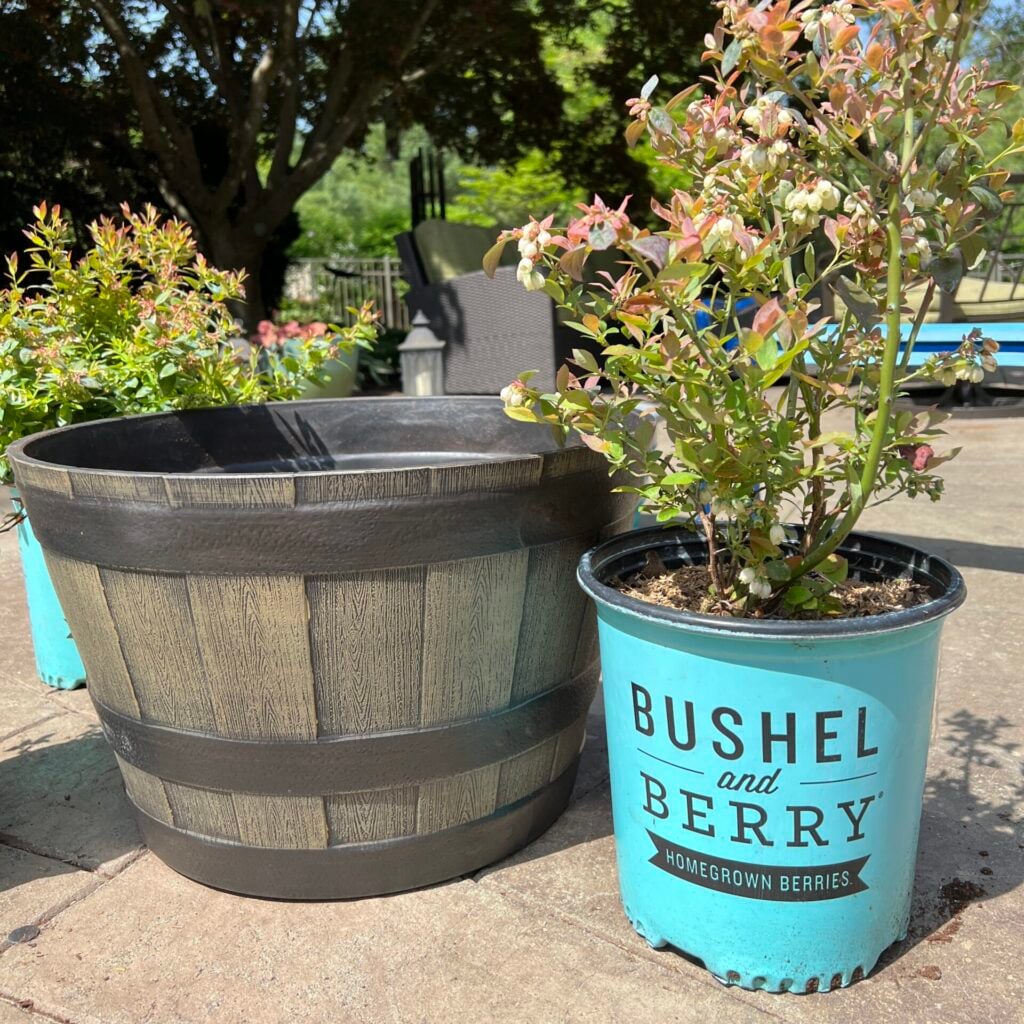 Blueberry plant by Bushel and Berry