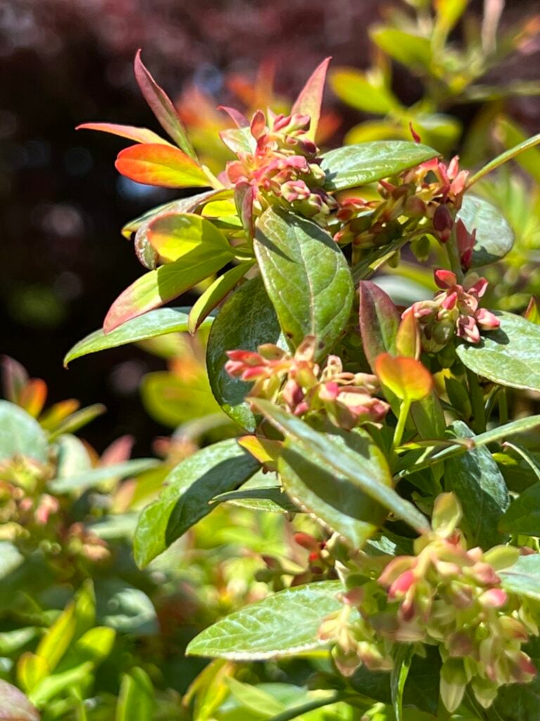 sapphire cascade blueberry clusters waiting to bloom