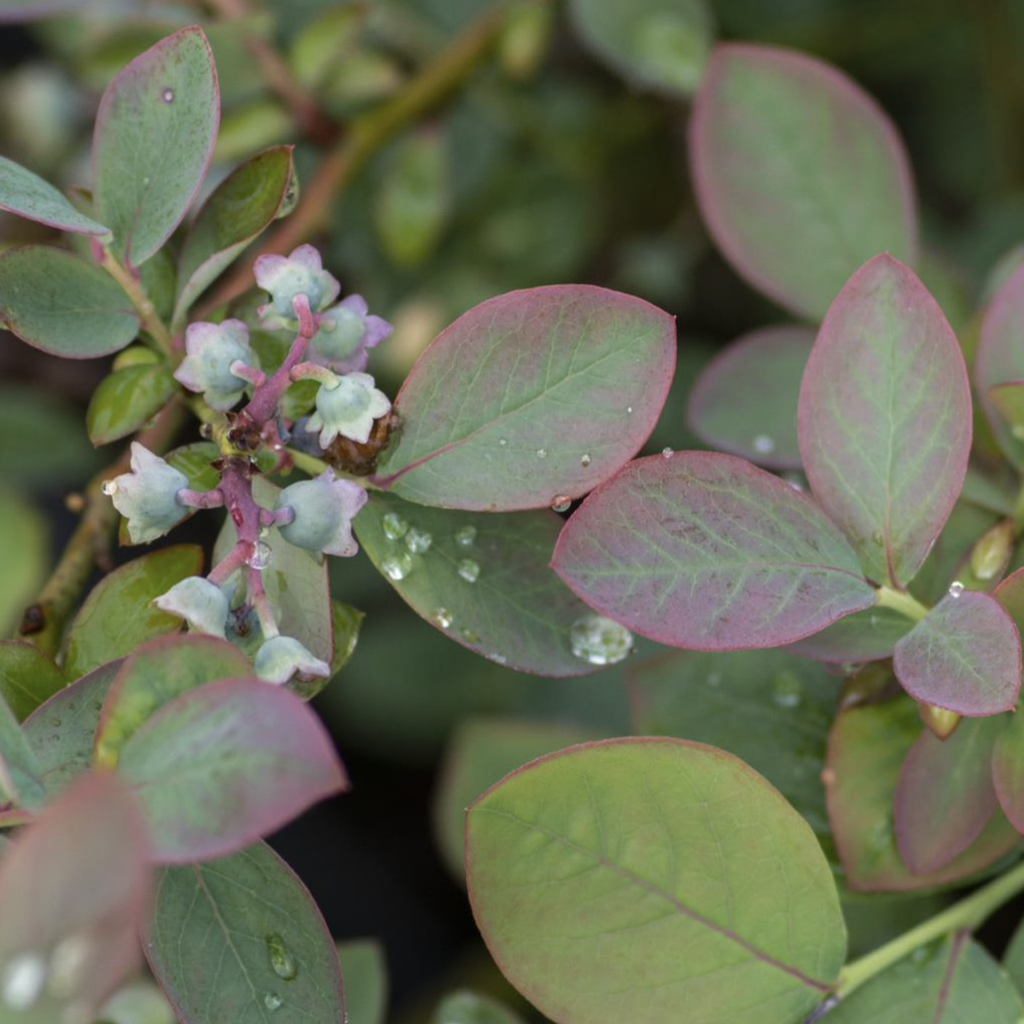 silver dollar blueberry foliage
