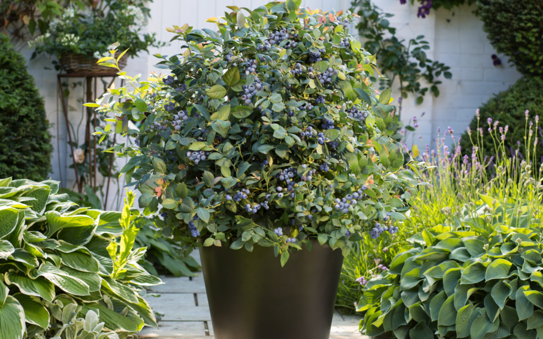 Some Berry Exciting Things Are Happening In My Garden!