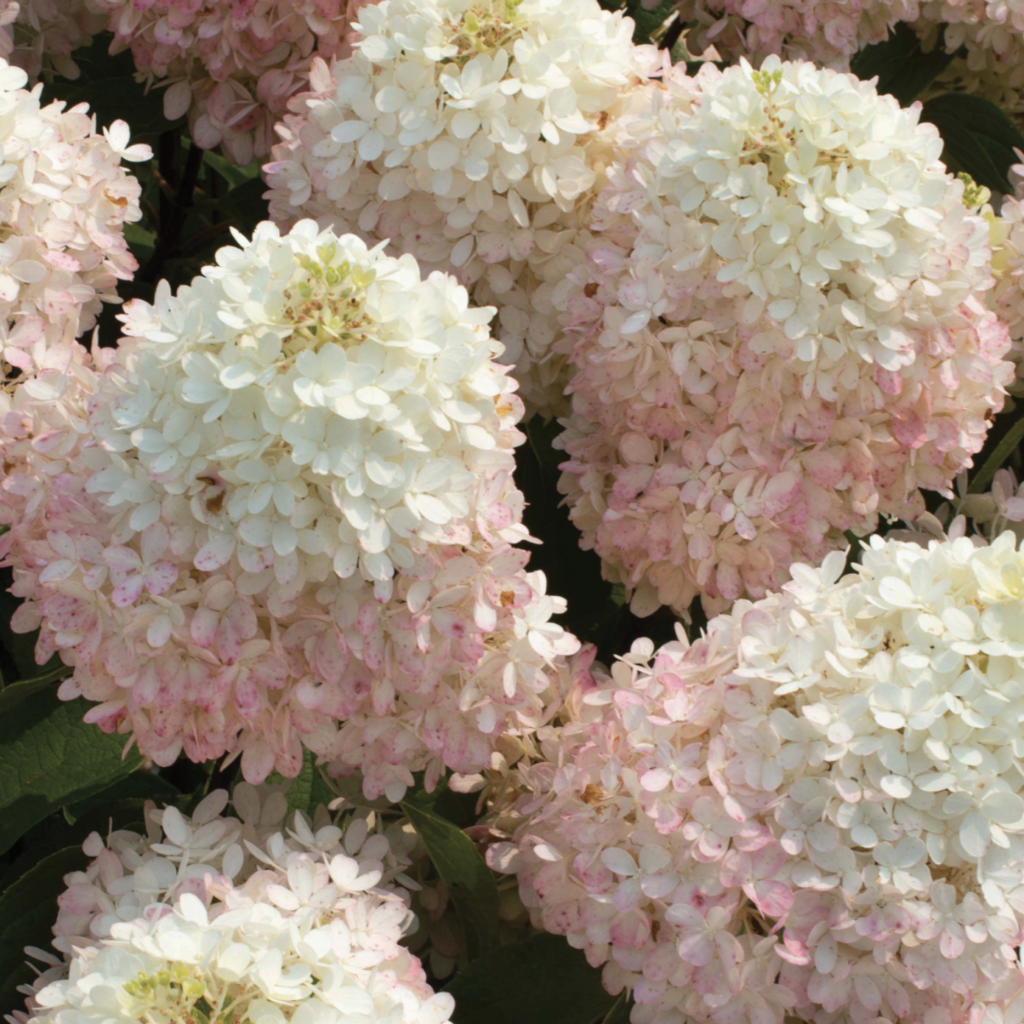 sweet starlight hydrangea
