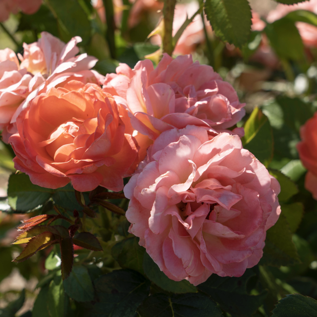 orange glow knock out rose