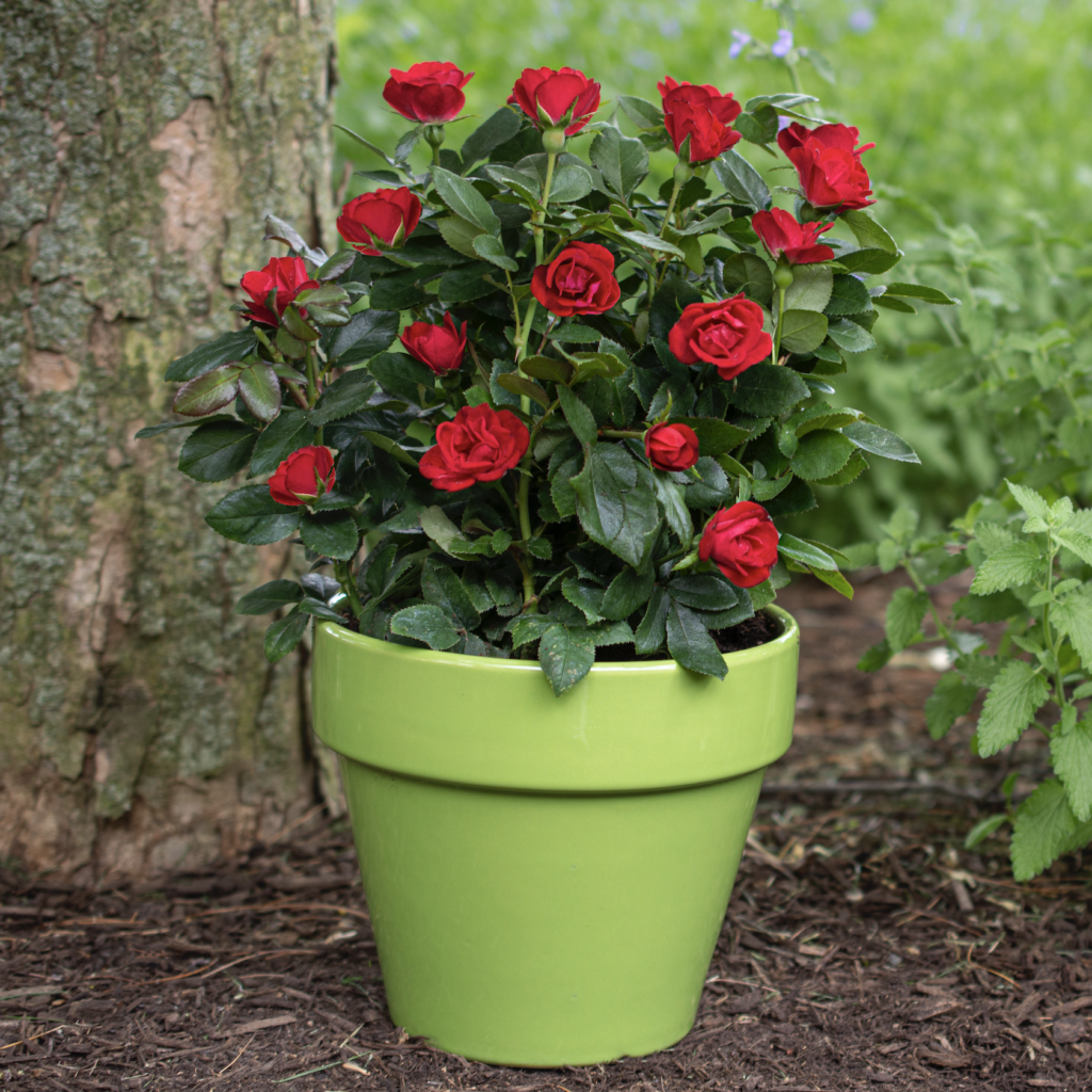 petite knock out roses