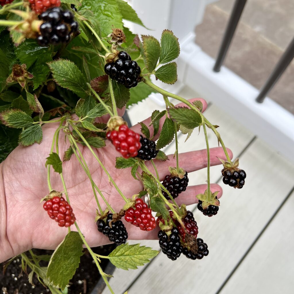 blackberries ripening