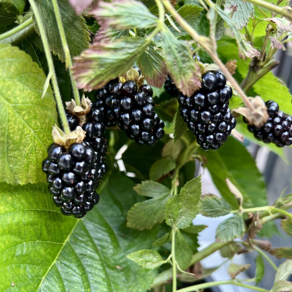ripe blackberries