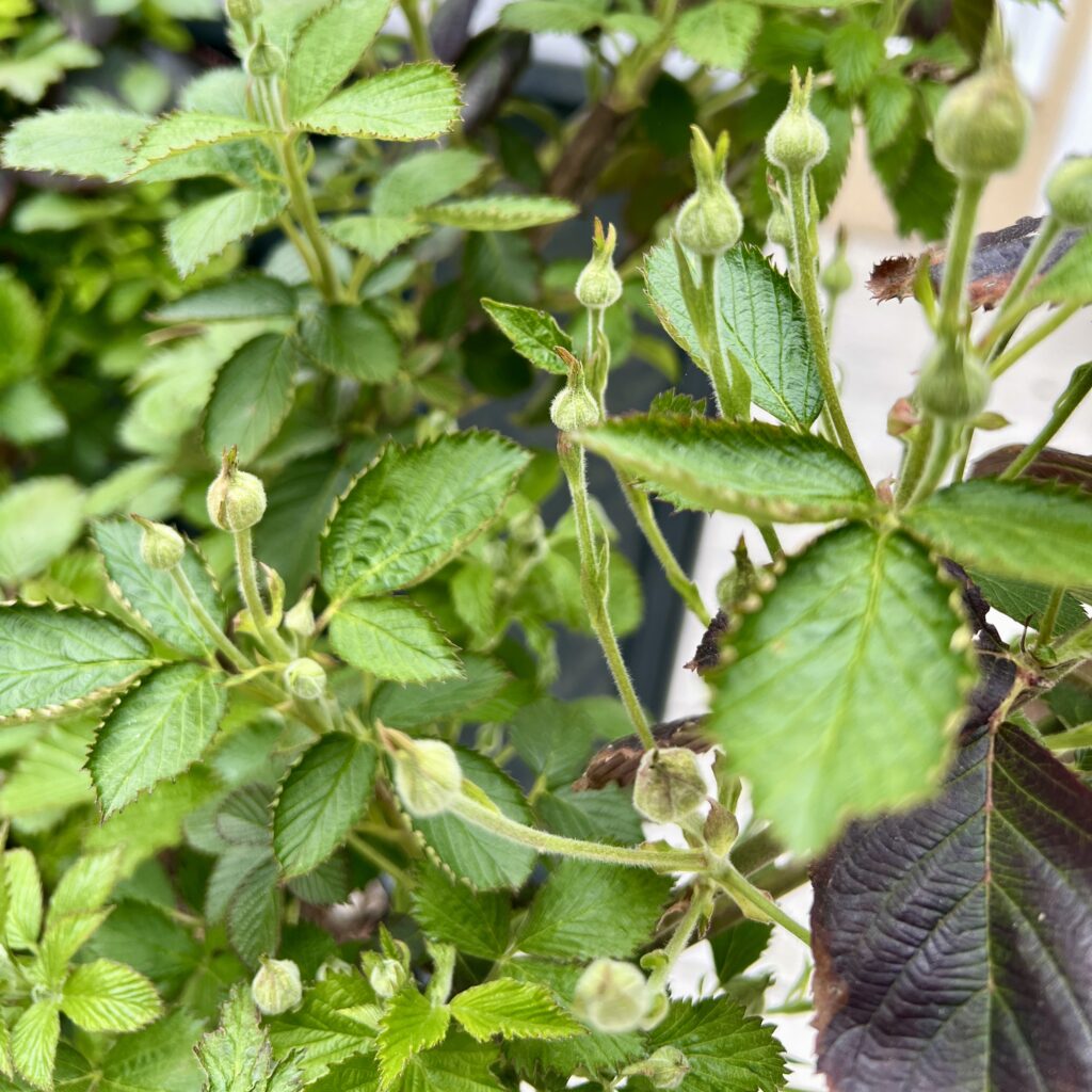 blackberry buds in early spring