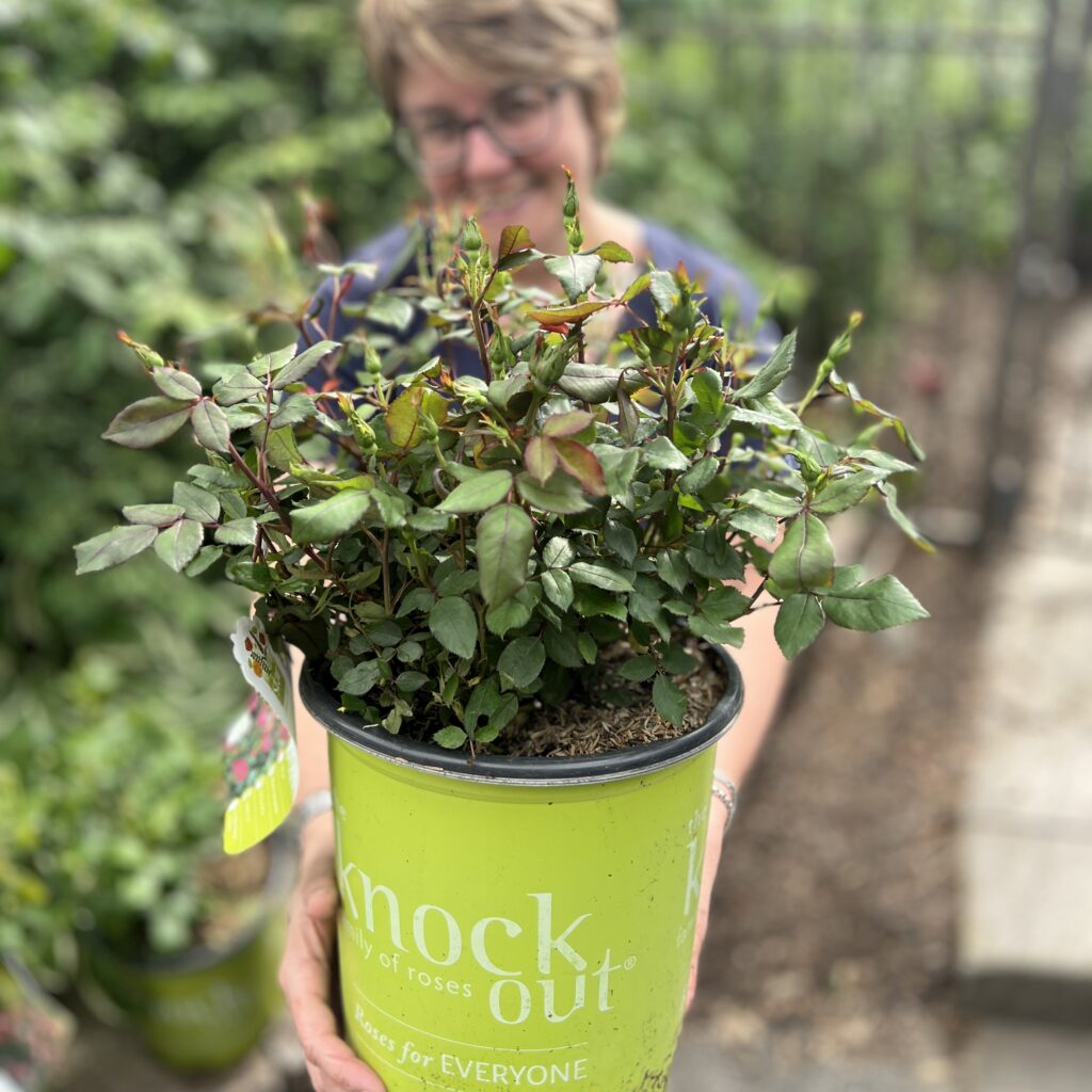 knock out roses