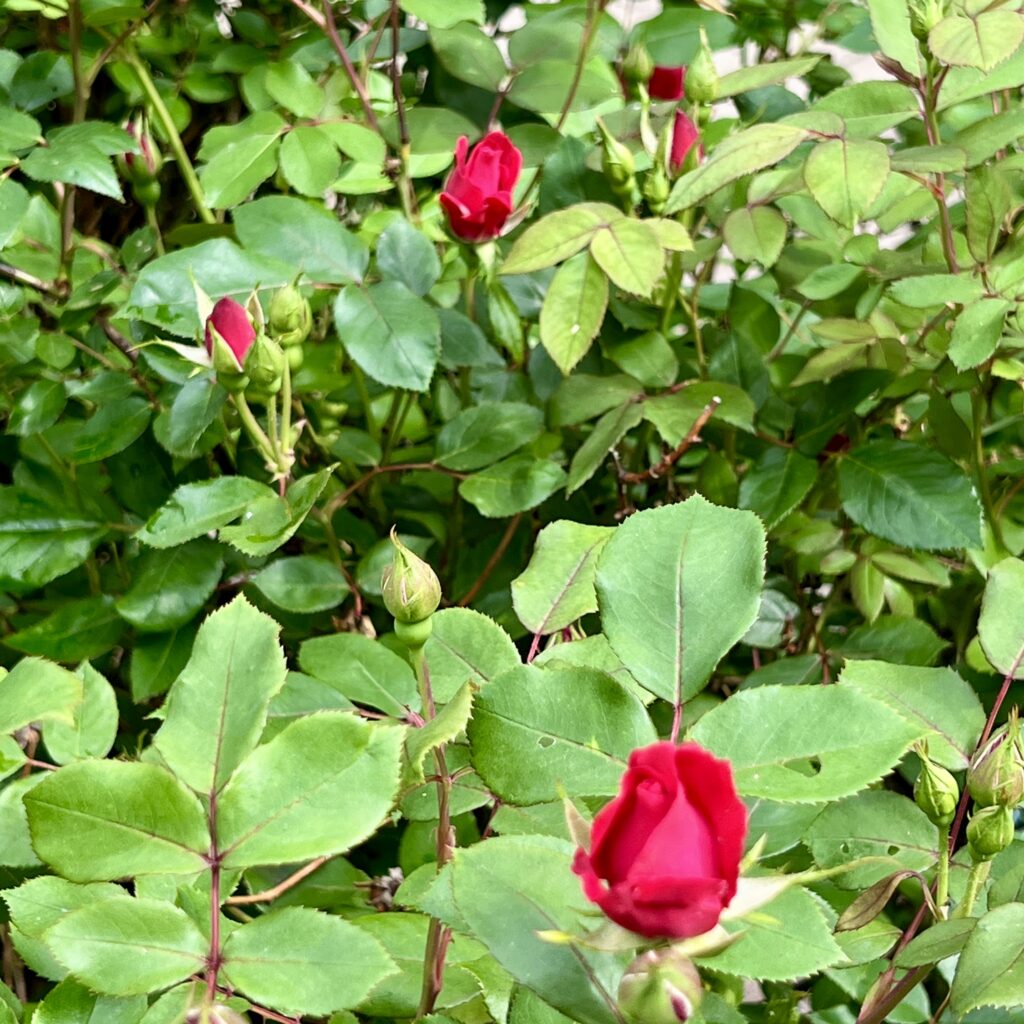 knock out rose buds and blooms
