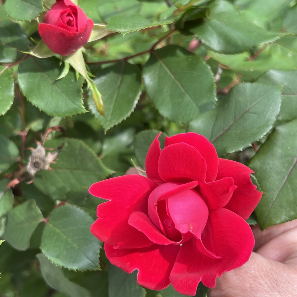 knock out rose bloom and bud