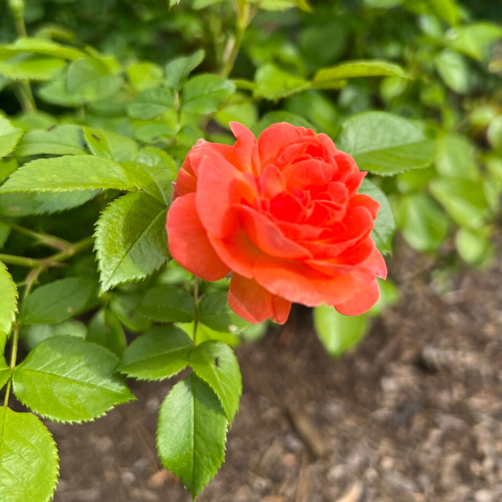 orange glow knock out rose