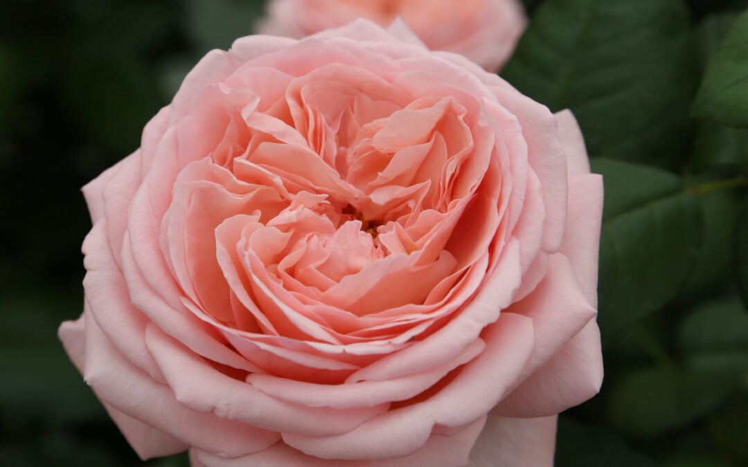 The Martha Stewart Rose: Why This New Beauty Belongs in Every Garden (And My Second Year Growing It!)