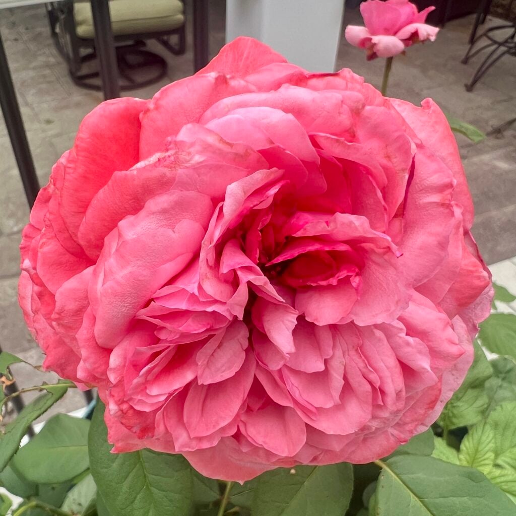 Loves Me Loves Me Not Rose by Bloomables
