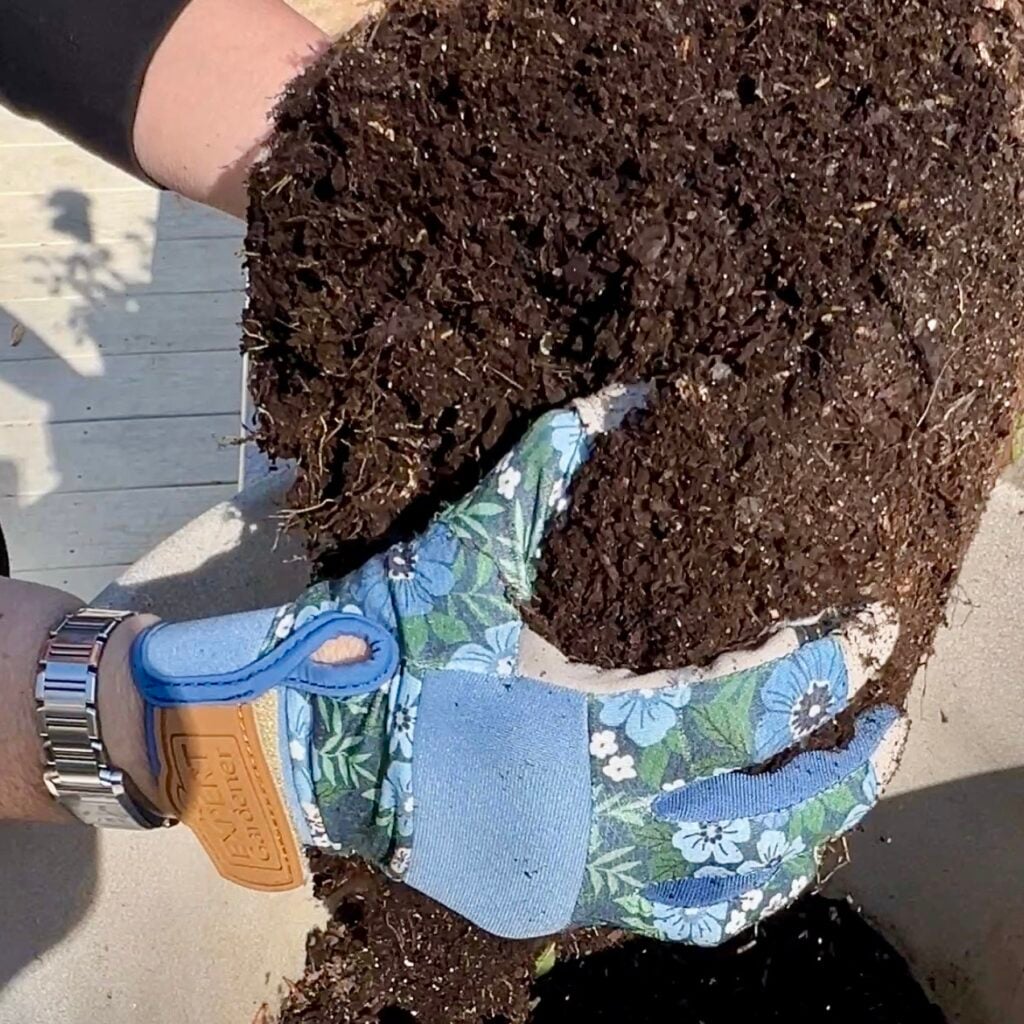 planting roses in containers