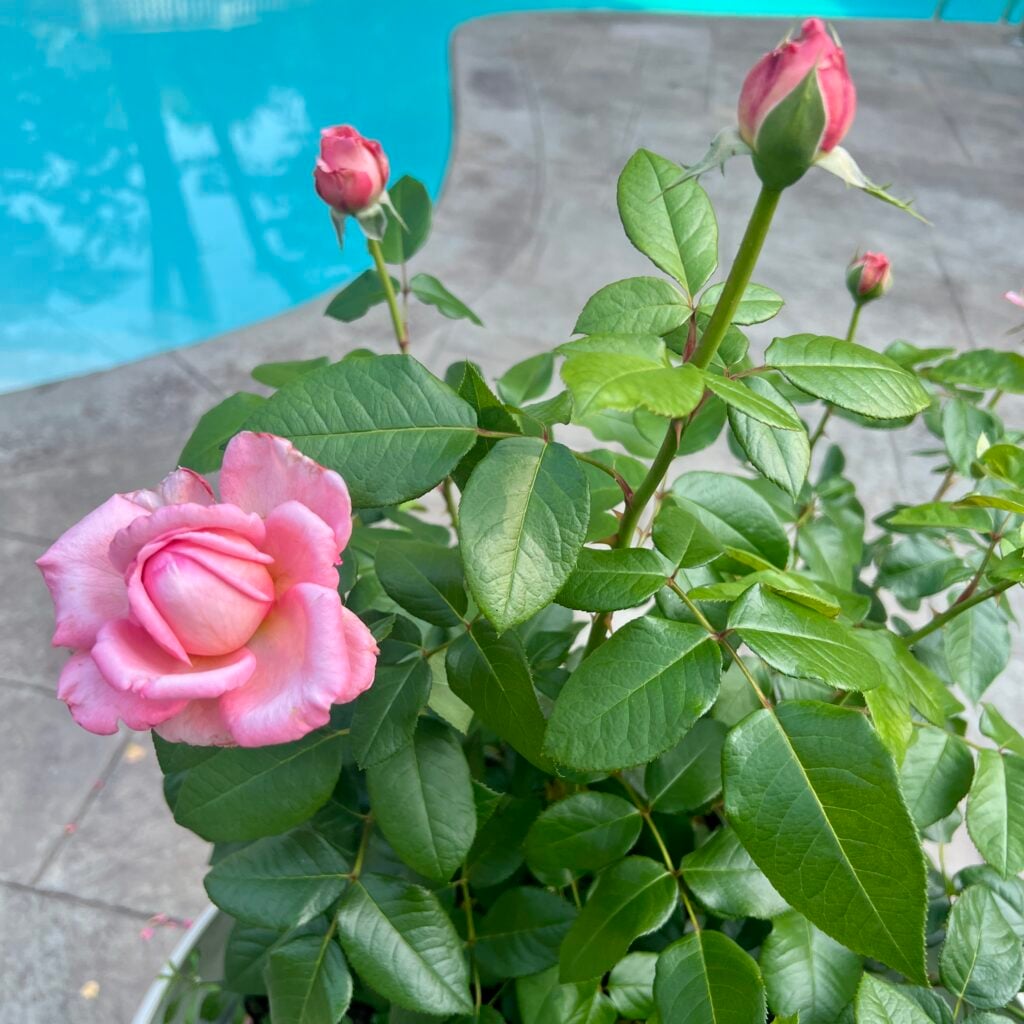 martha stewart rose in a container