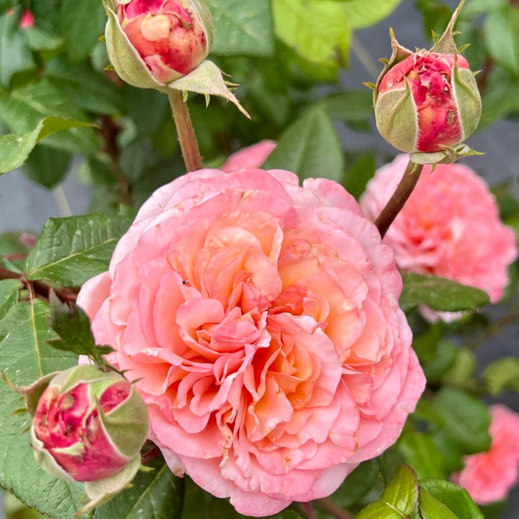 The Martha Stewart Rose in bloom
