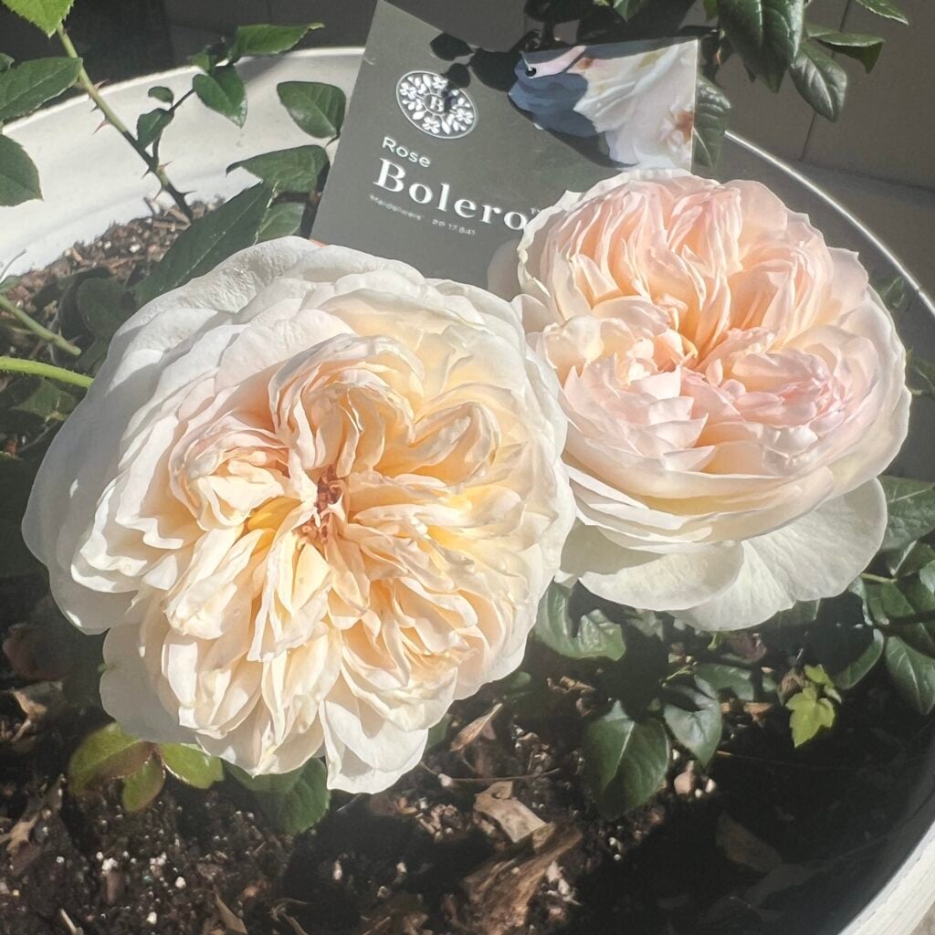 Bolero a fragrant rose by Bloomables