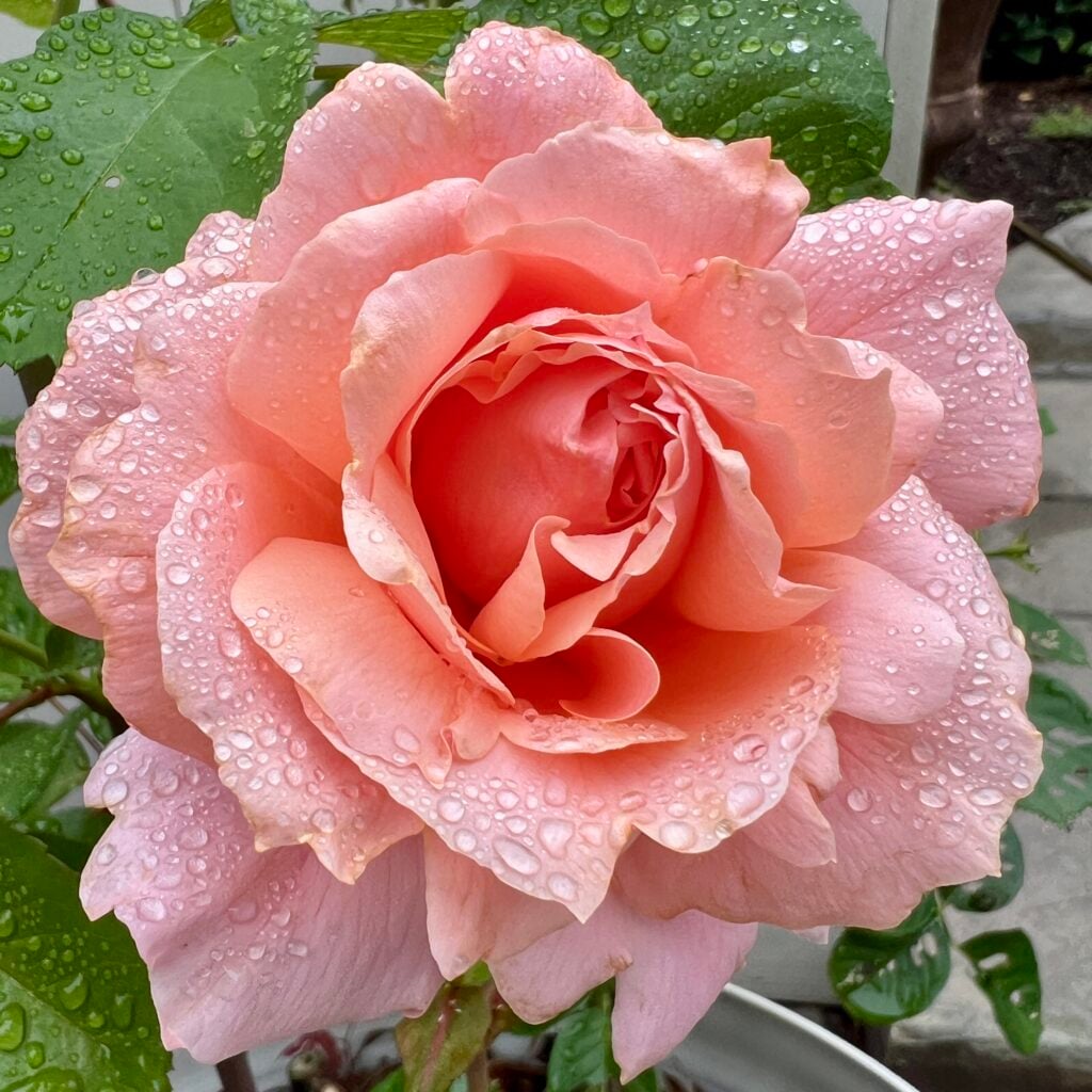 martha stewart rose