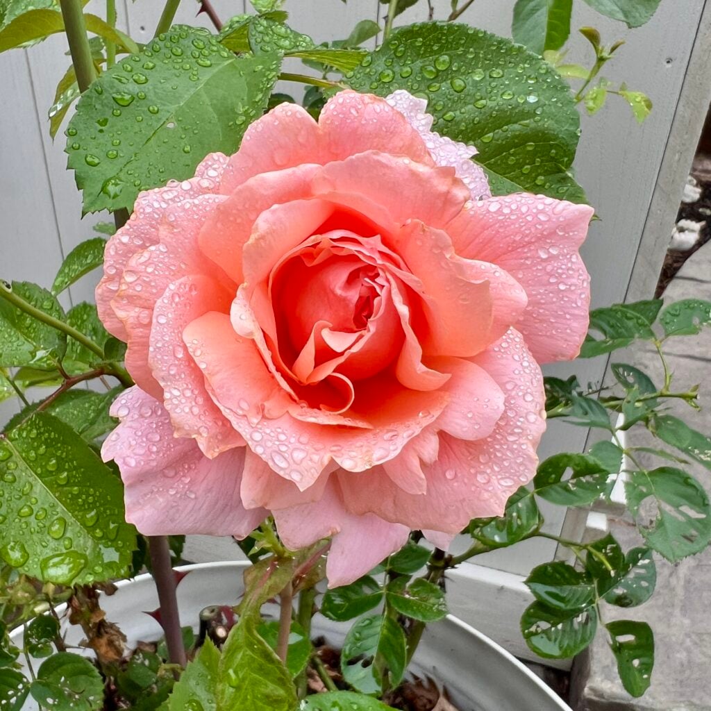 martha stewart rose with raindrops