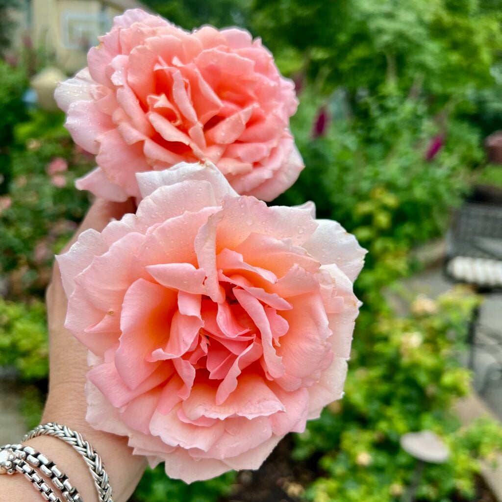 2 blooms of the Martha Stewart Rose